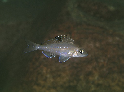 Xenotilapia spilopterus 'Chituta Bay'